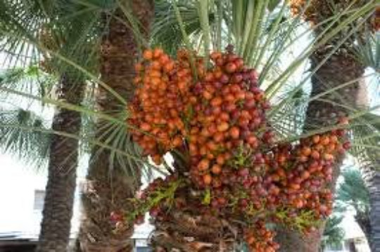 Medjool Date Palm Seeds, 3 Seeds, Fresh Organic Seeds, Phoenix dactylifera,Fruit