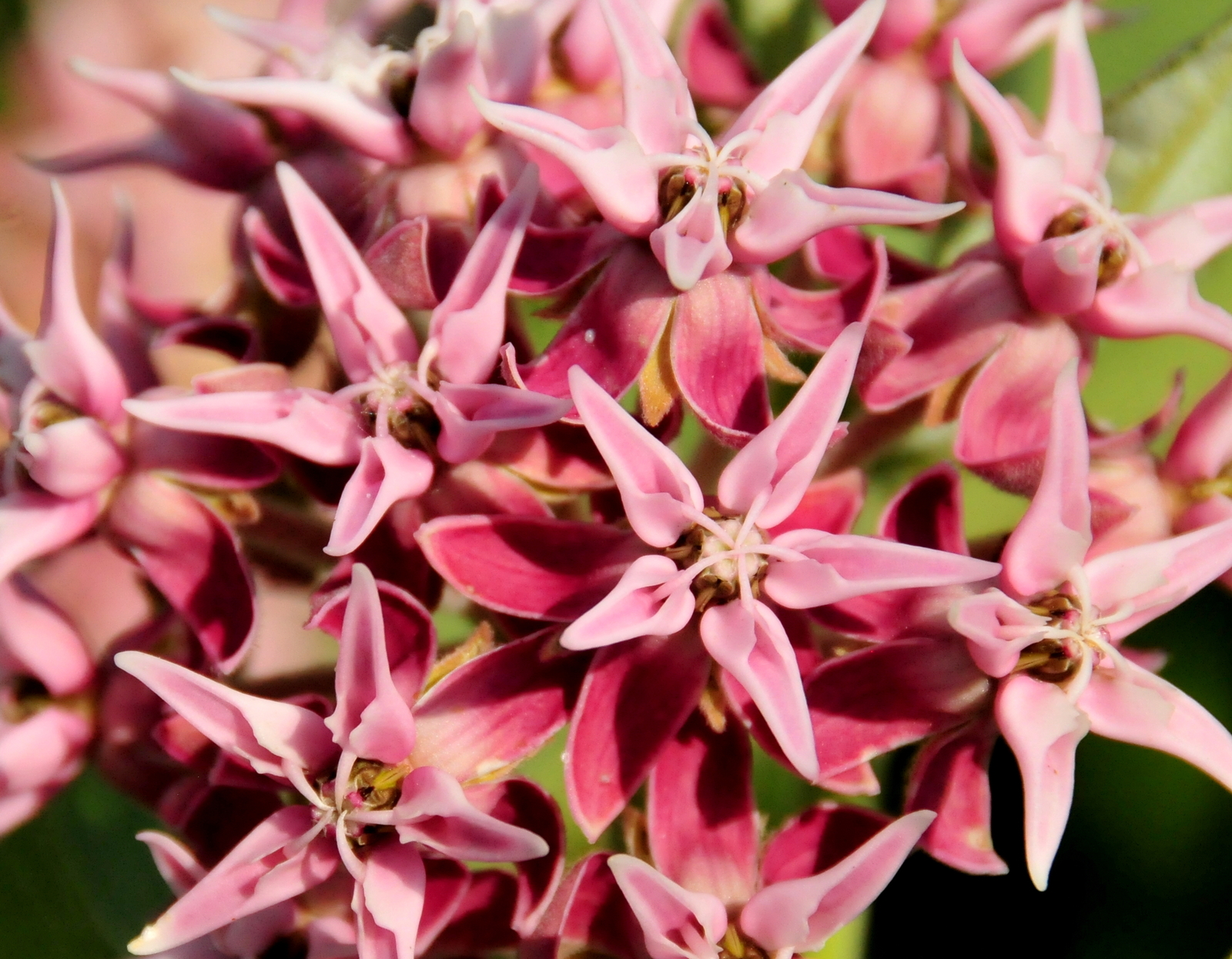 1,000 ASCLEPIAS SPECIOSA Seeds (Showy Milkweed) | NON-GMO | Free shipping