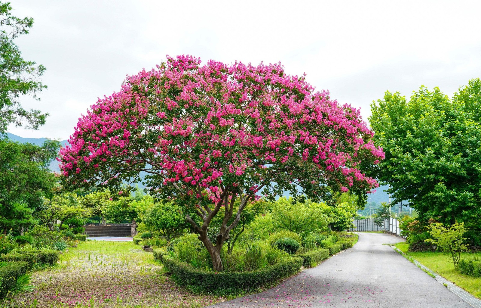 1000 Bulk CREPE MYRTLE Mixed Colors Lagerstroemia Indica Tree Shrub Flower Seeds