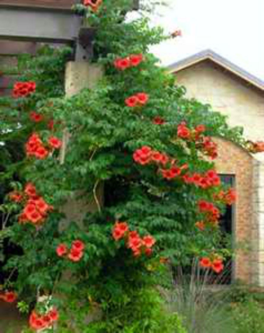 Beautiful Dark Red Hummingbird Trumpet Vine! 20 seeds! HUMMINGBIRDS LOVE IT!