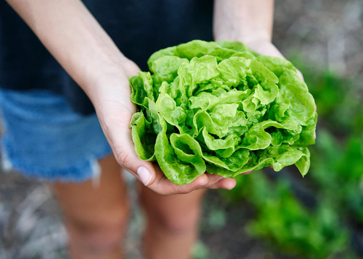 800+ TOM THUMB LEAF LETTUCE SEEDS FRESH FOR GARDENS