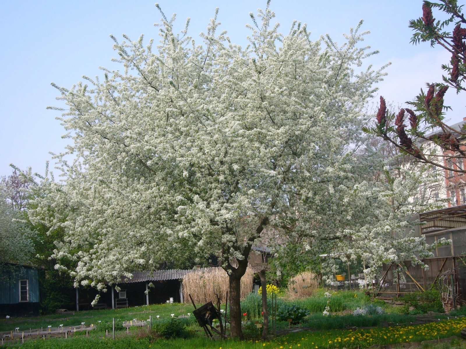 Arabian Cherry Tree | Premium Seeds | Prunus mahaleb ‘Fall’ | Plants’®