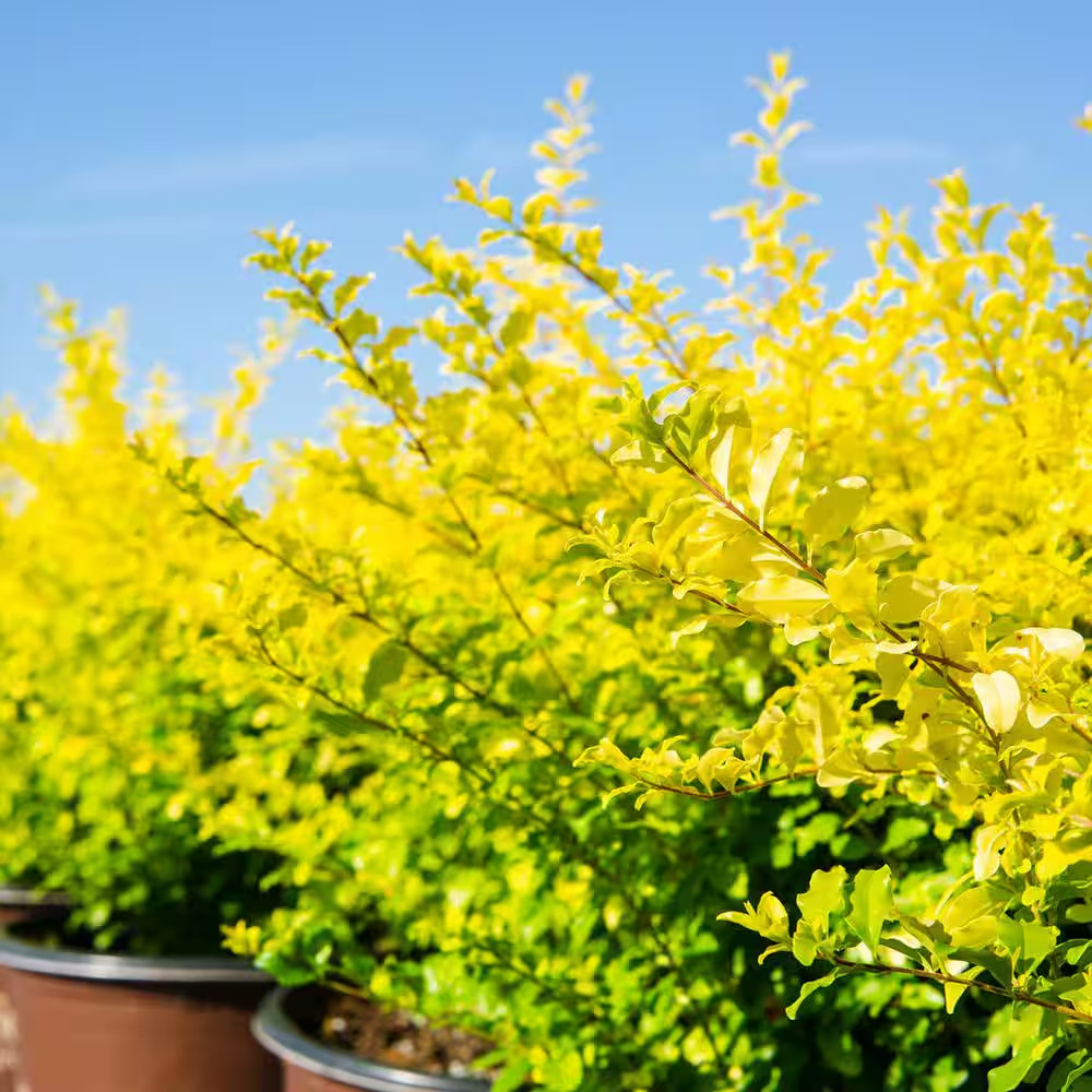 Sunshine Ligustrum in 3 Gal. Grower’S Pot, Beautiful Unique Foliage