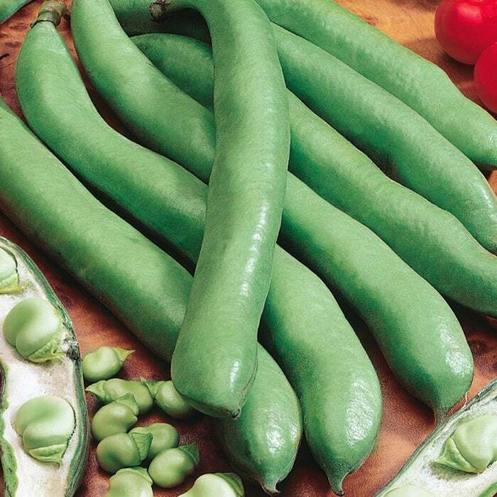 Aguadulce Fava Bean seeds, 25 count, NON-GMO, Country Creek Acres