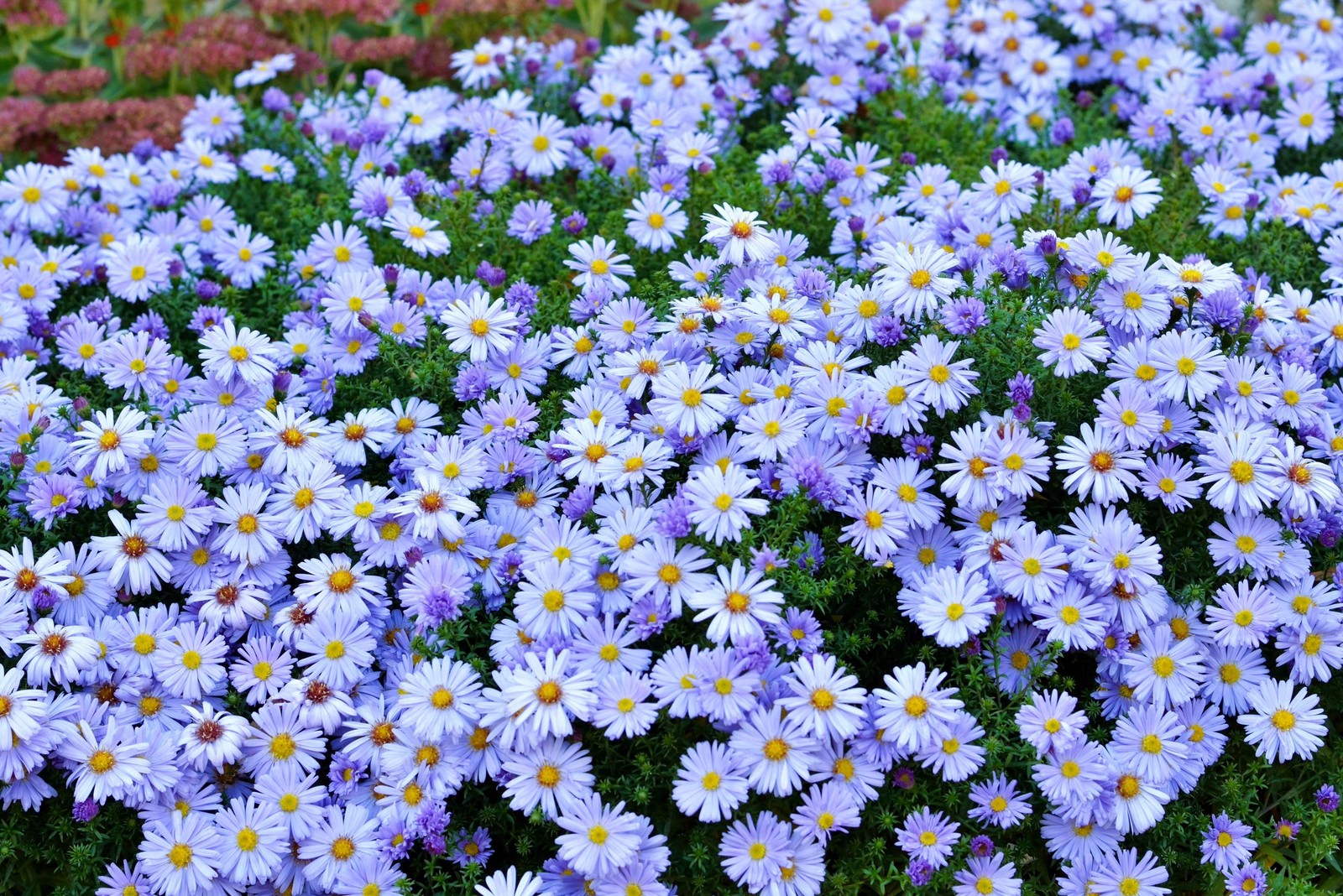 250 SKY BLUE ASTER Azure Aster Azureus Flower Seeds