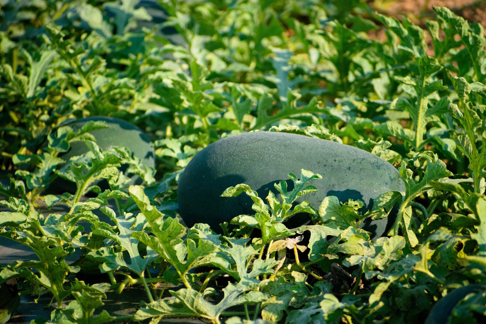50 FLORIDA GIANT WATERMELON Cannon Ball Black Diamond Citrullus Fruit Seeds