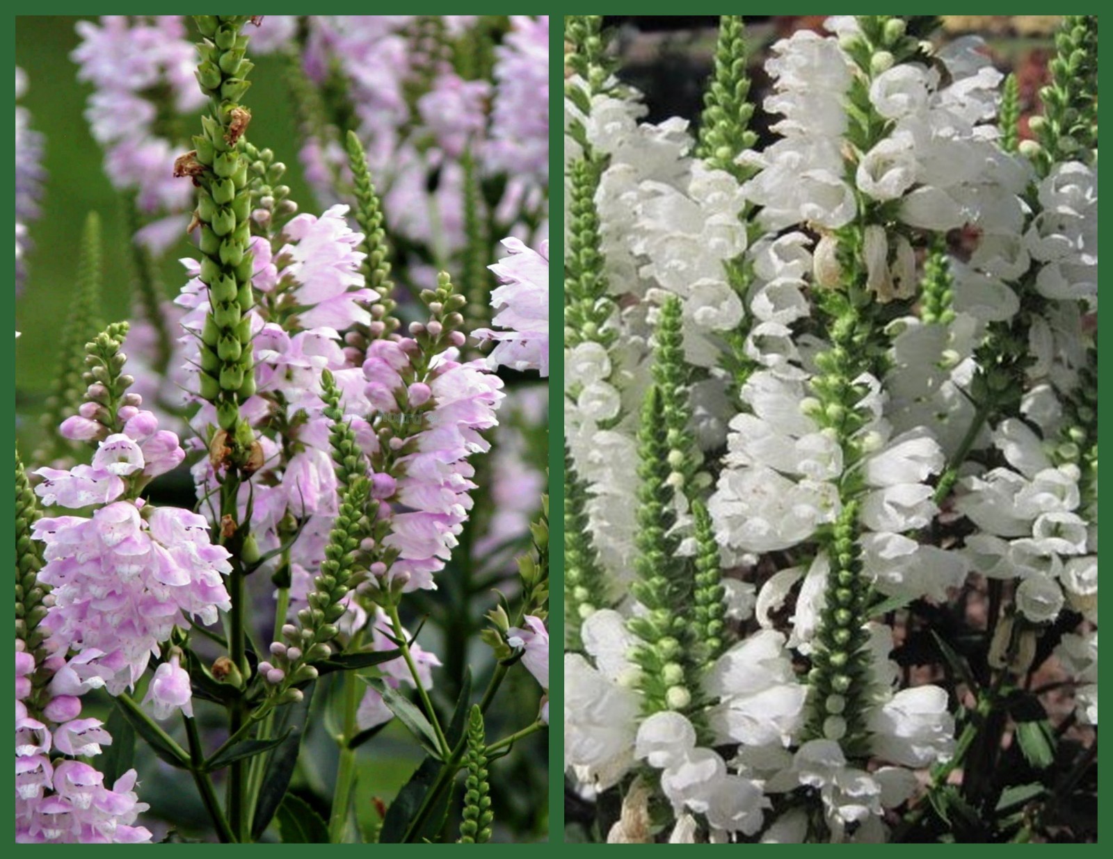 Obedient Plant Seed, Pink & White, 2 pk Special, False Dragonhead, Heirloom Seed