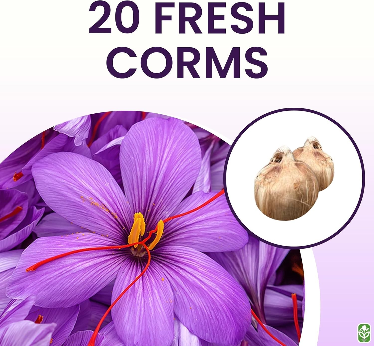 Cultivate Rare Saffron with 20 Jumbo Crocus Sativus Corms – Attracts Pollinators