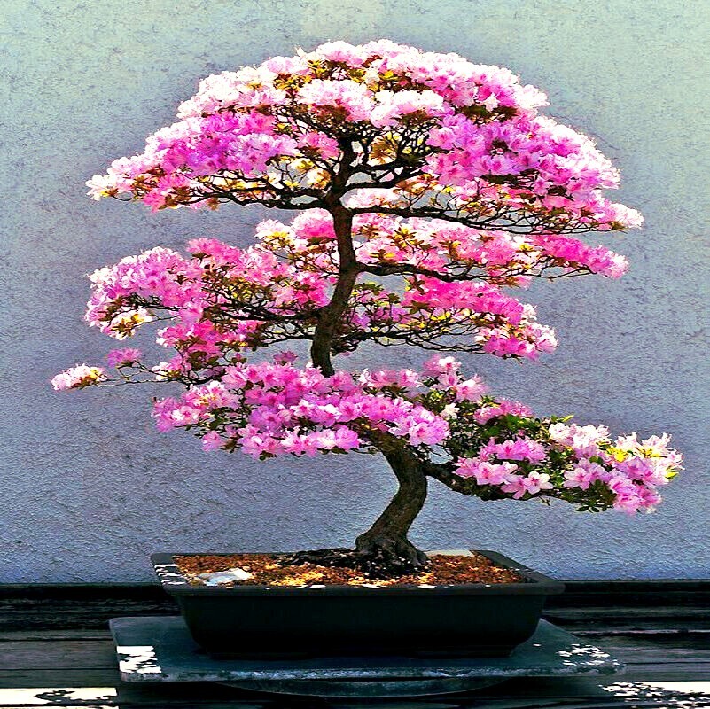 JAPANESE SAKURA CHERRY BLOSSOM TREE SEEDS (Prunus sargentii) Hardy Flower Plant