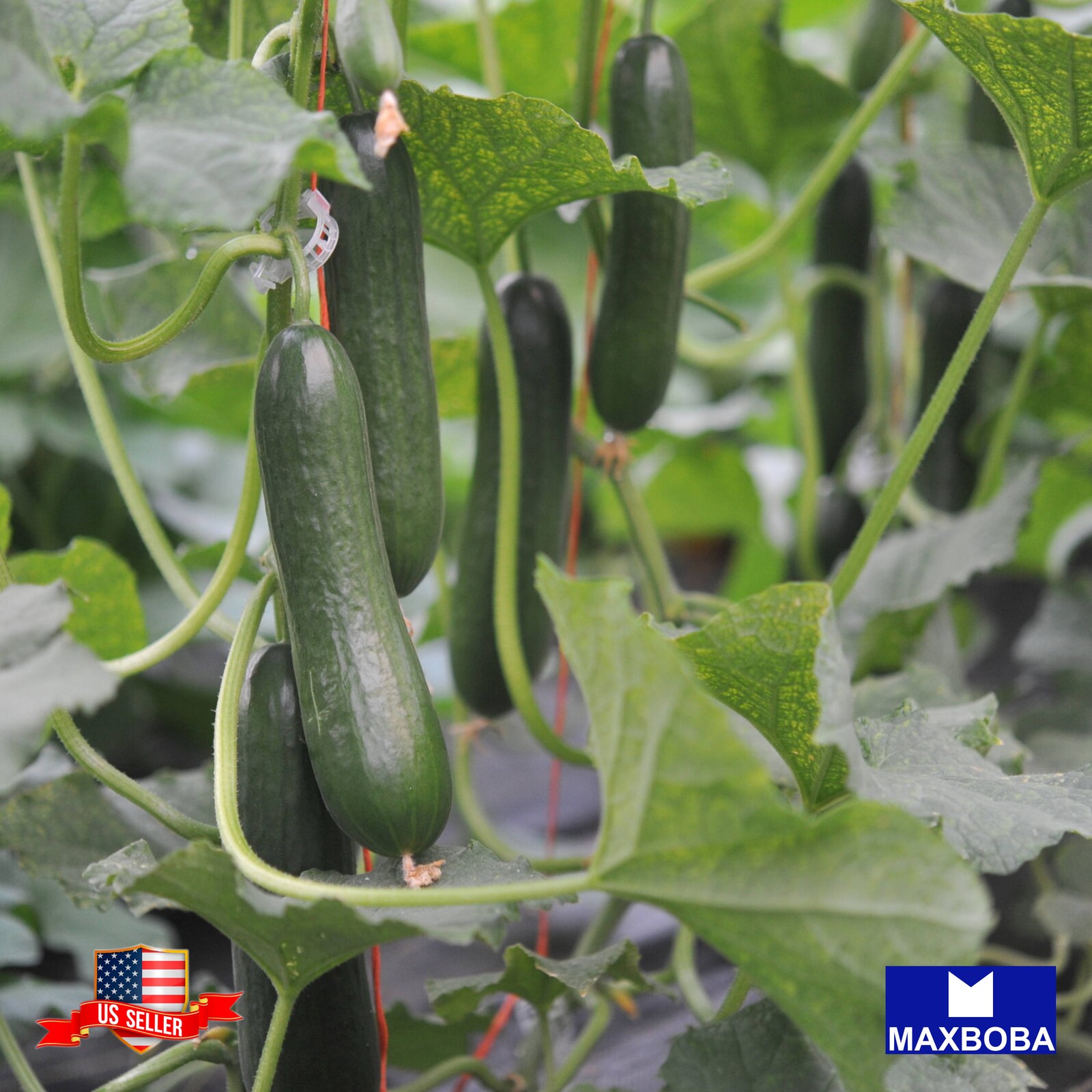 25 Muncher Burpless Cucumber Fresh Seeds Organic Non-GMO Heirloom