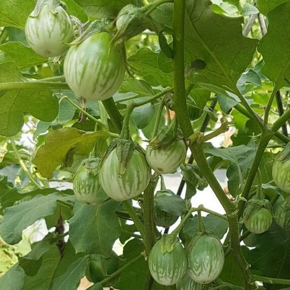 GREEN THAI EGGPLANT ,PETCH SIAM / MATTI GULLA SEEDS, HẠT CÀ DĨA VN