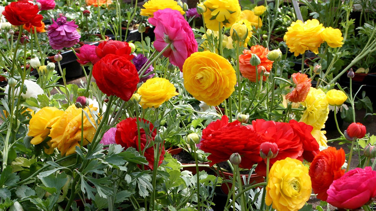 10 Mixed Ranunculus Bulbs (‘Claws’) Zone 8-10