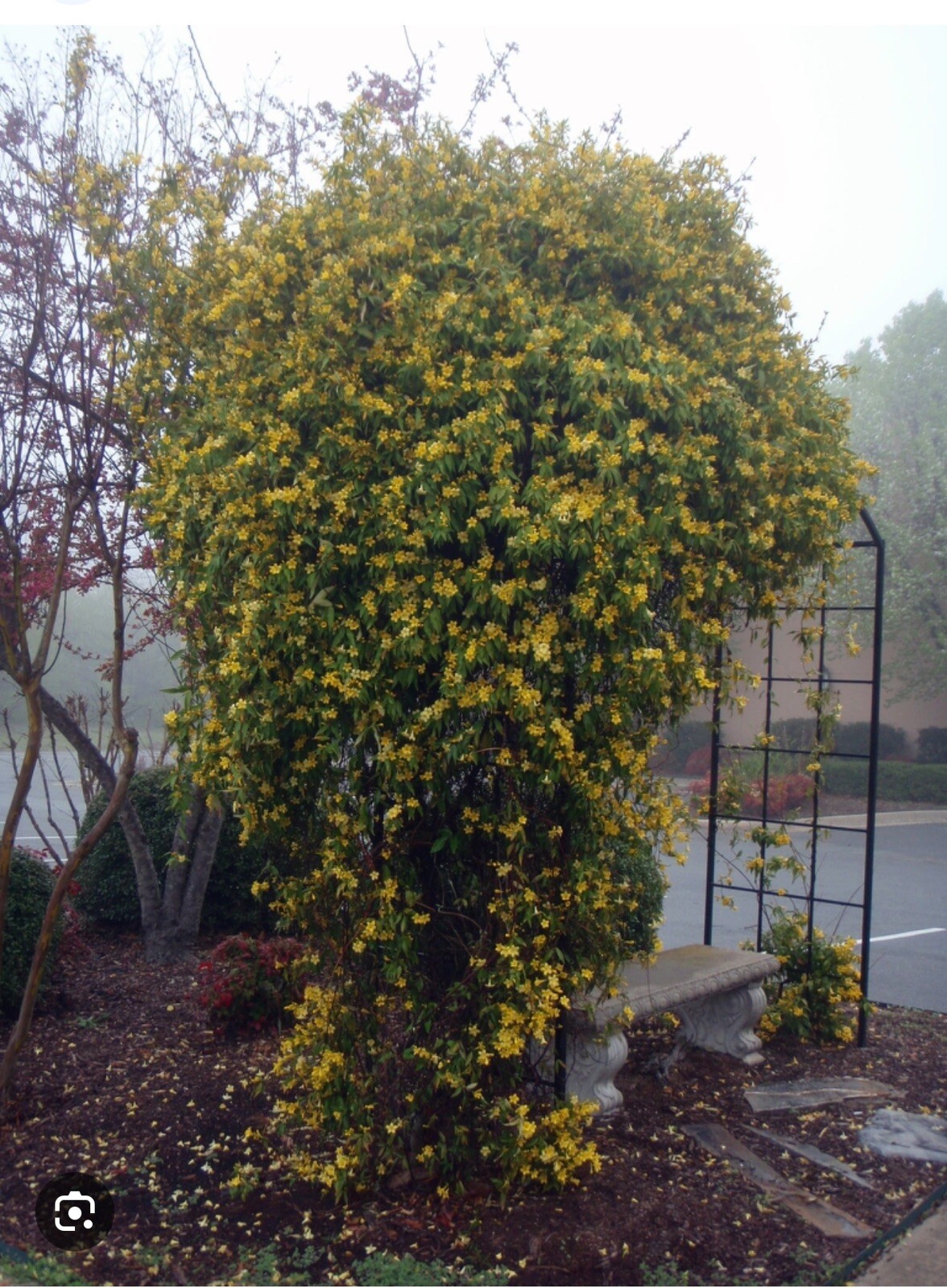 MARGARITA CAROLINA JESSAMINE~Yellow Jasmine~Gelsemium sempervirens~STARTER PLANT