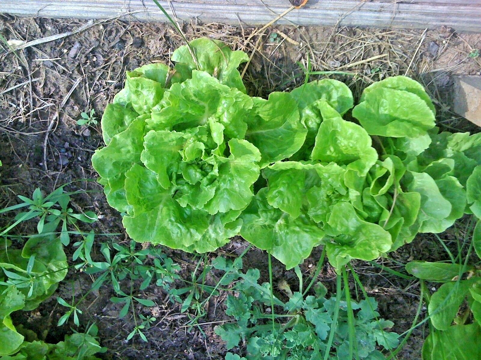 601+LITTLE GEM BUTTERHEAD Seed Leaf Lettuce Organic Spring Fall Garden Container