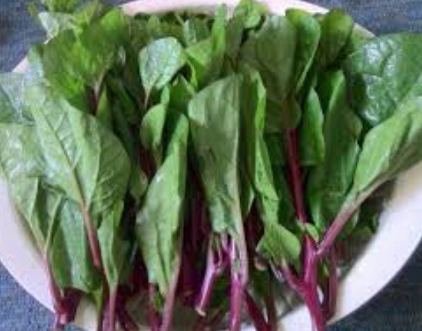 USA 600 Red Stem Malabar Spinach seeds alugbati pak plang mồng tơi Jul-2022 lot