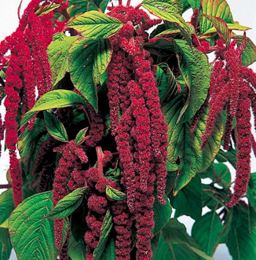 Love Lies Bleeding Seeds, Red, Tassel Flower, Amaranthus, Heirloom Seeds 100ct