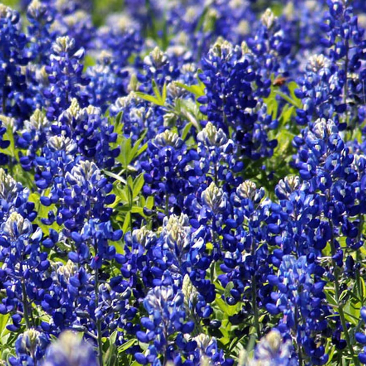 1000+ Texas Bluebonnet Seeds for Planting – Annual Lupinus Texensis, Heirloom Qu