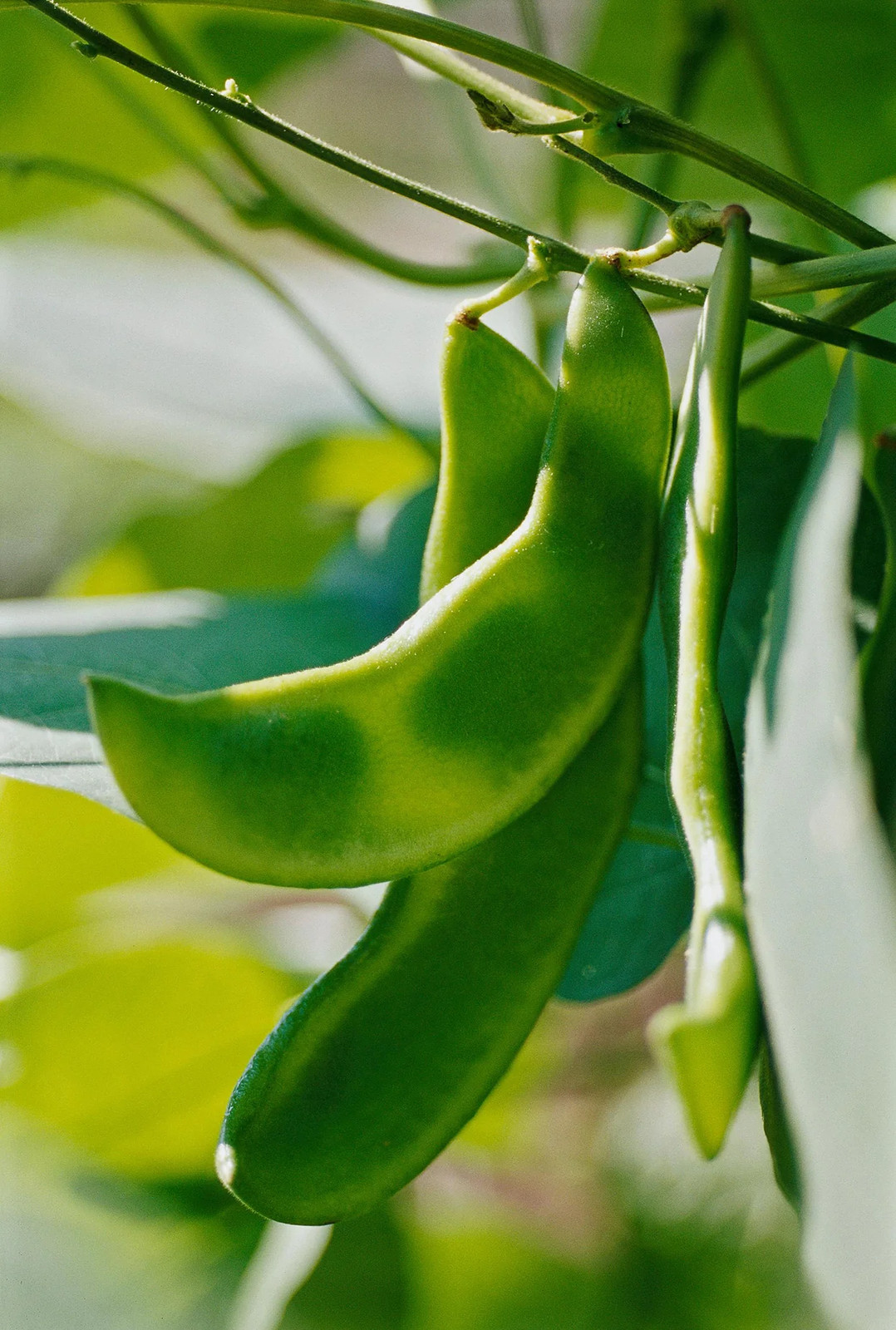 Fordhook 242 Lima Bean Seeds | Heirloom Butter Pea Fava Vegetable Seed New 2024
