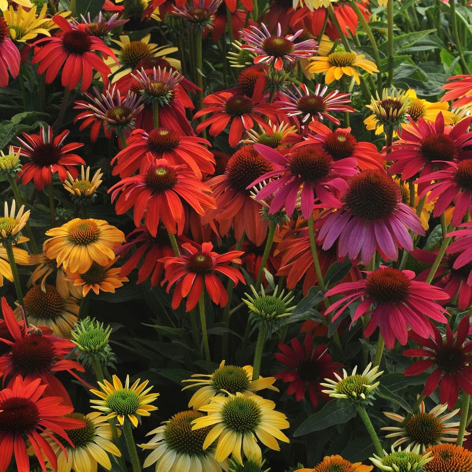 100 SEEDS CHEYENNE SPIRIT CONEFLOWER Echinacea in Orange Red Yellow Purple Pink