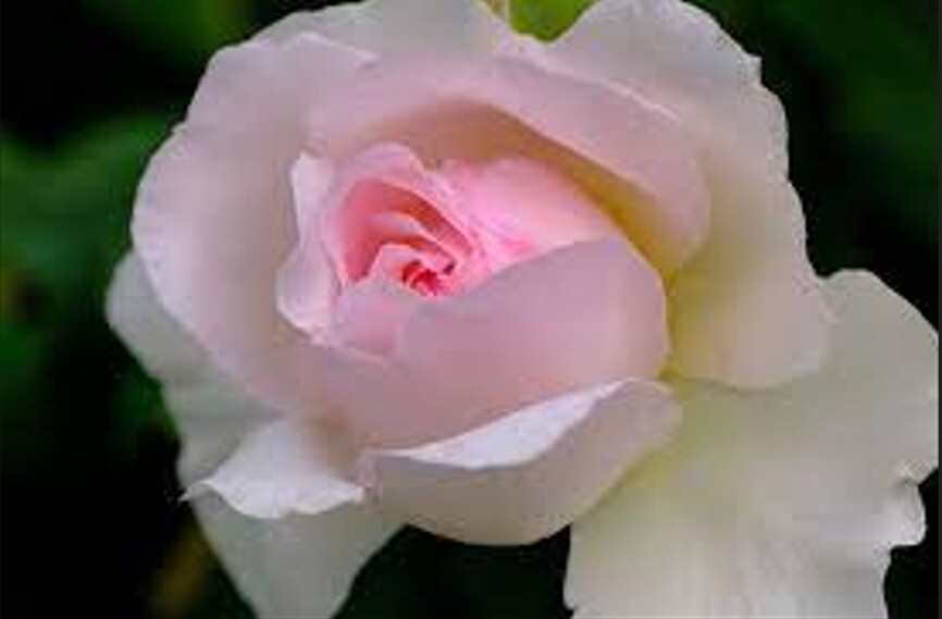 30+ Seeds|White Pink Hybrid Tea Flower Perennial Rose Seeds #1051