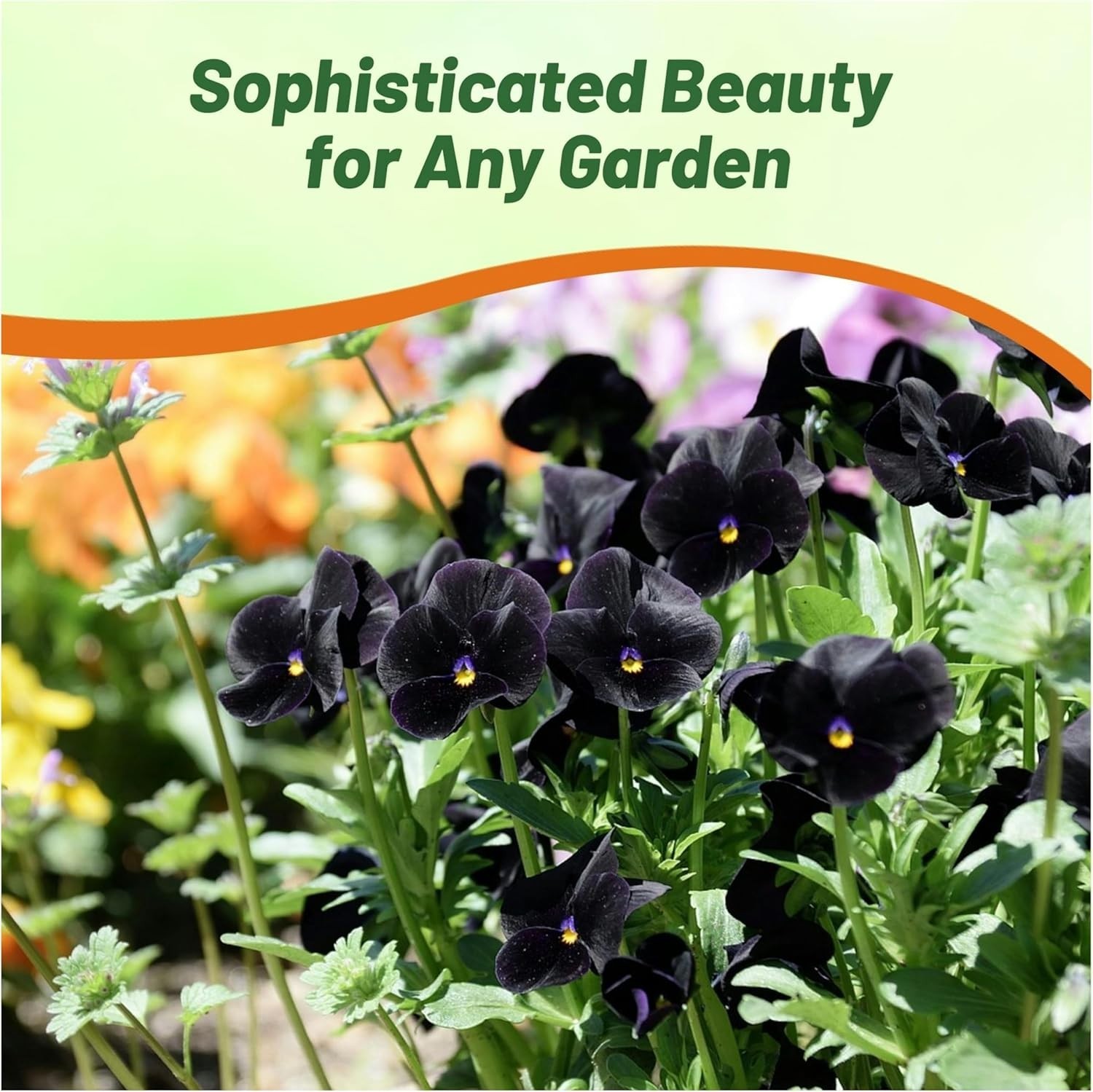 Elegant Black Viola Pansy Seeds – Pollinator-Friendly Biennials for Any Garden