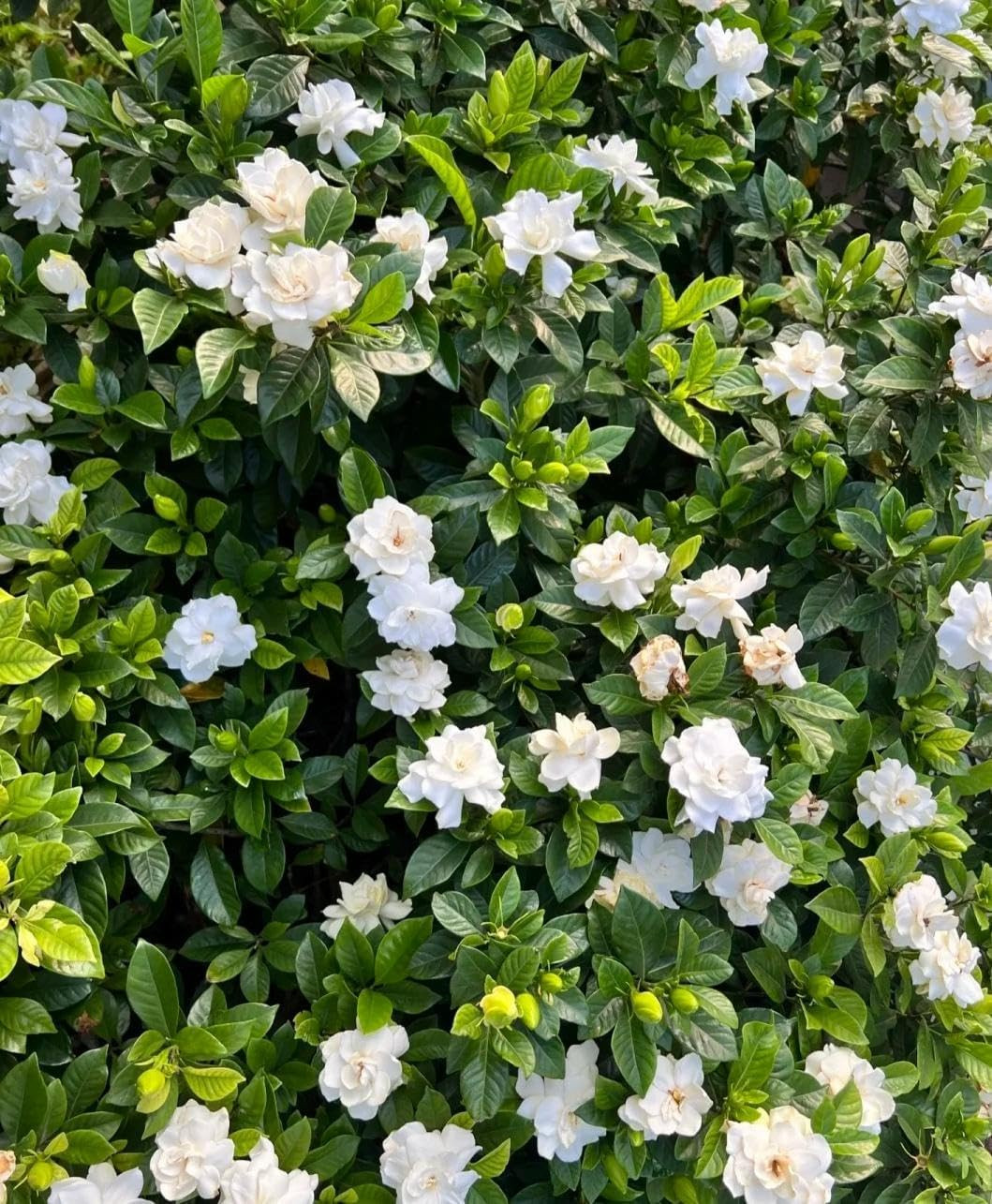 200 Gardenia Seeds (Gardenia Jasminoides) – Non-Gmo Perennial Evergreen, Highly
