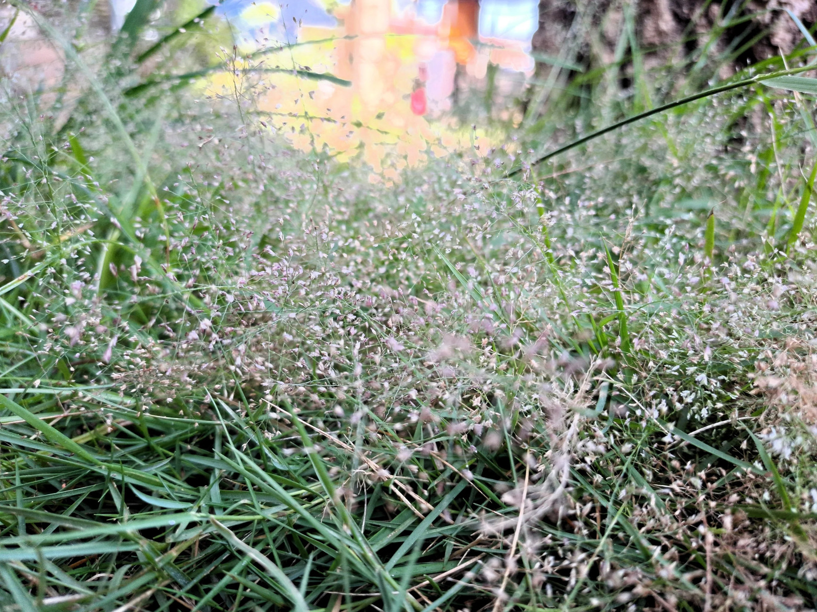 200 CLOUD GRASS Agrostis Nebulosa White Flower Tan Ornamental Grass Seeds