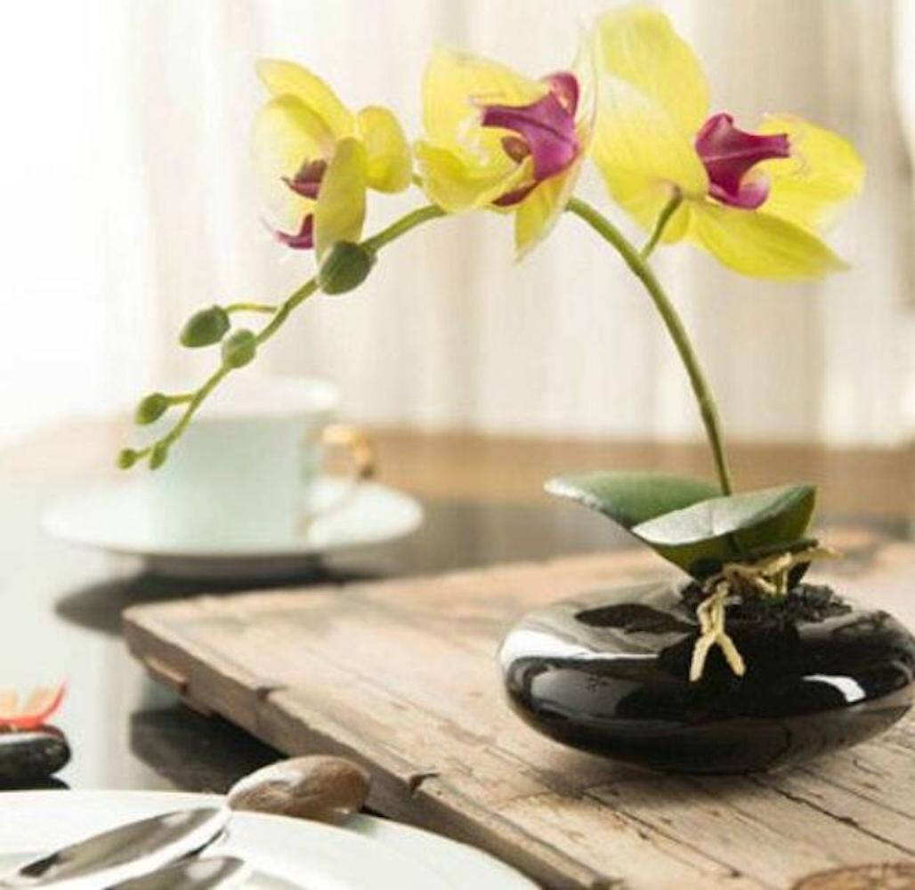 20 SEEDS for Yellow ORCHID rare flower garden exotic house plant USA Seller
