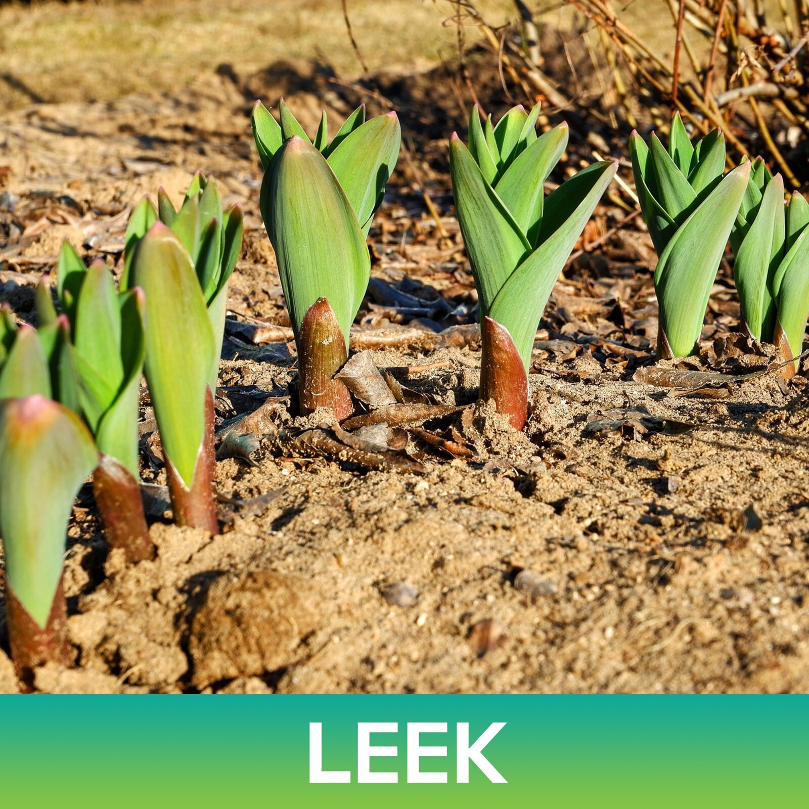 Leek Seeds, American Flag Leek, Allium porrum