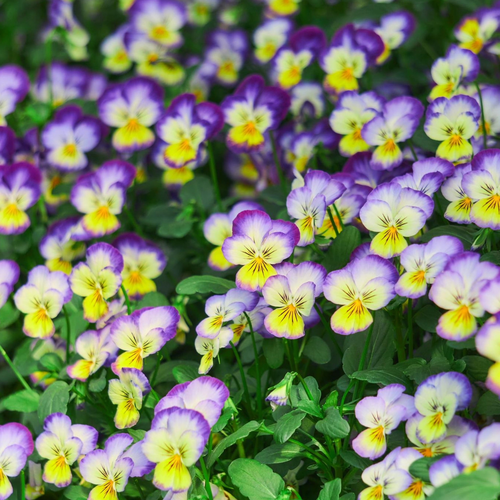 Johnny Jump Up Flowers – Seeds – Organic – Non Gmo – Heirloom Seeds