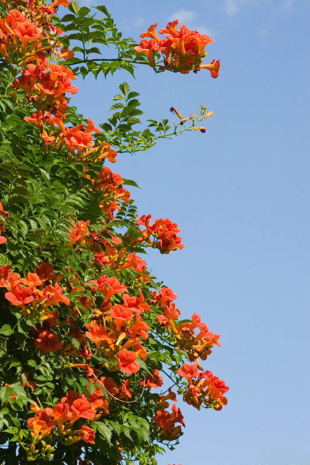 25 HUMMINGBIRD TRUMPET CREEPER VINE Campsis Radicans Flower Seeds *Flat Ship