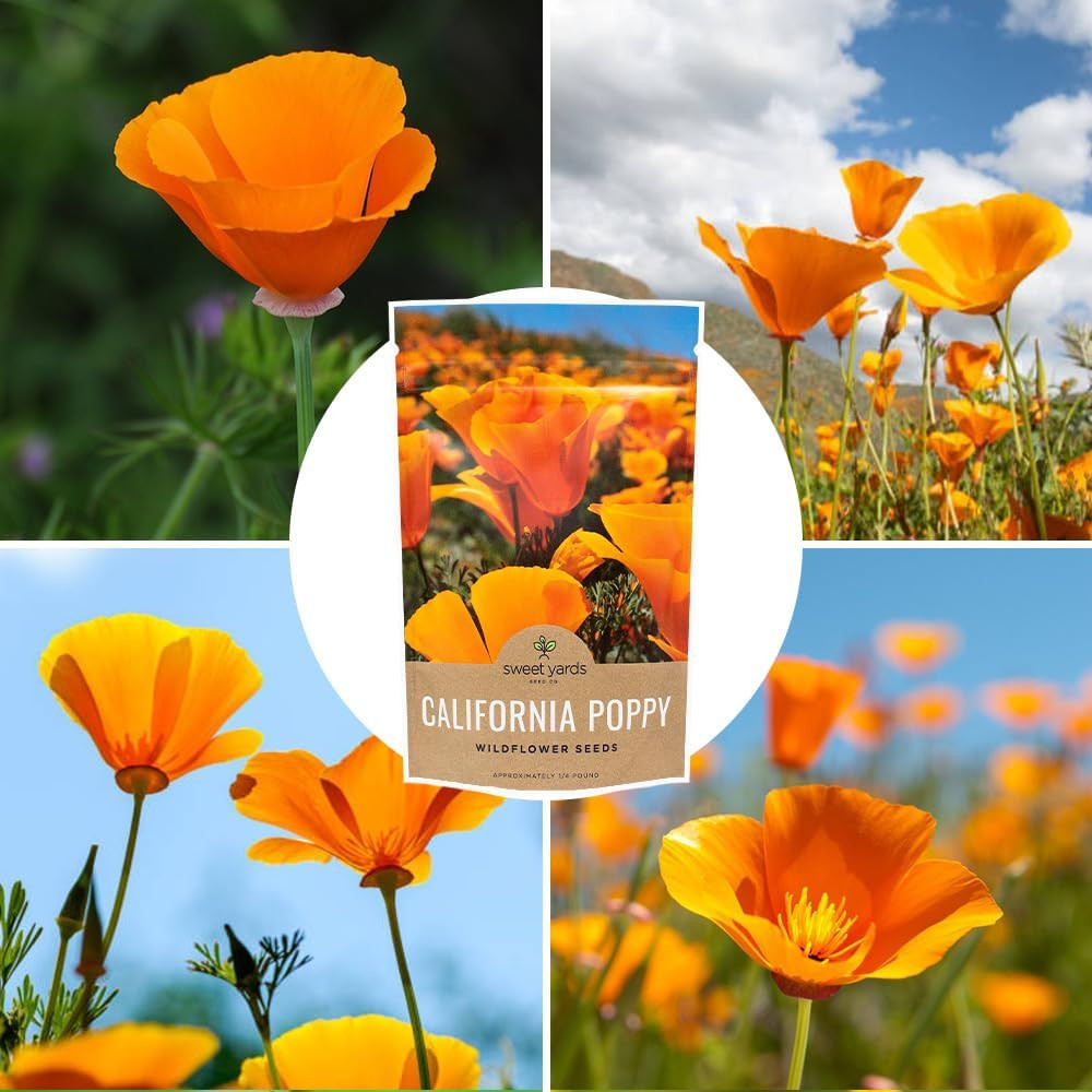 California Orange Poppy Wildflower Seeds – Bulk 1/4 Pound Bag – over 80,000 Nati