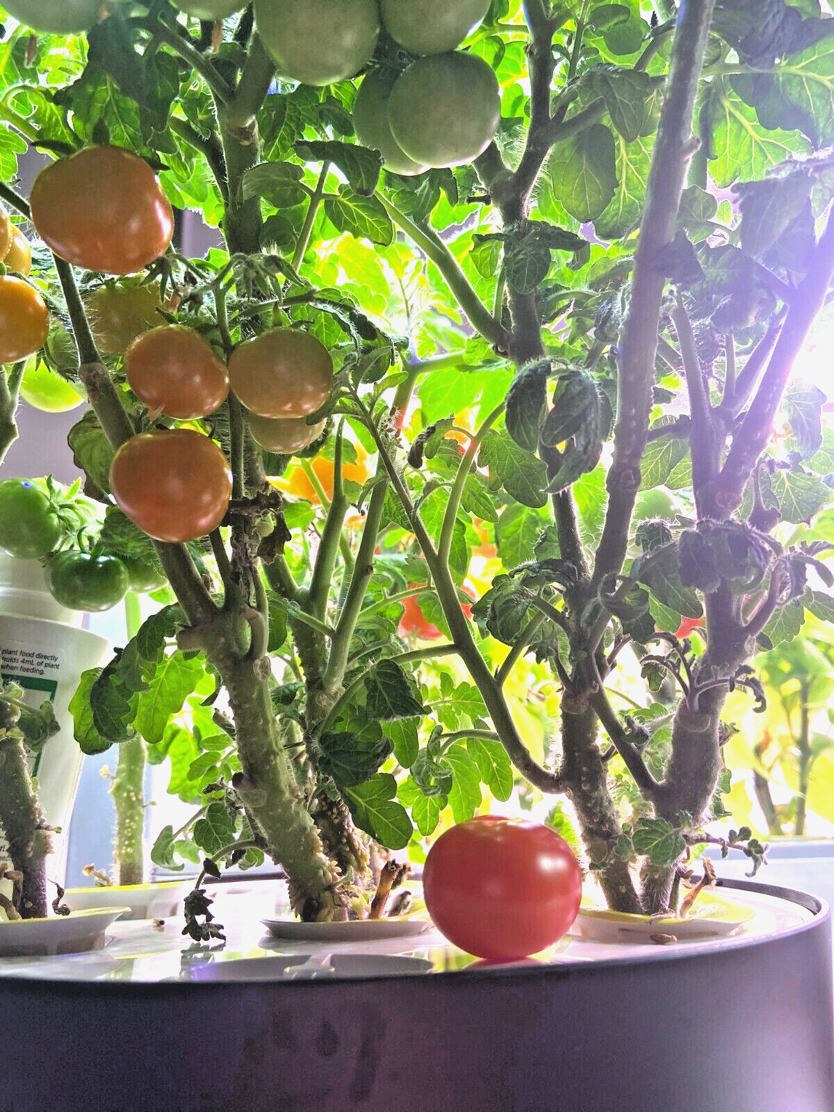 🌱New! Dwarf Yellow Cherry Tomato 25 Seeds Indeterminate Variety