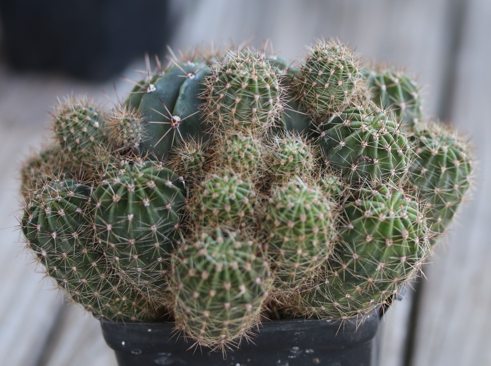 Echinopsis oxygona