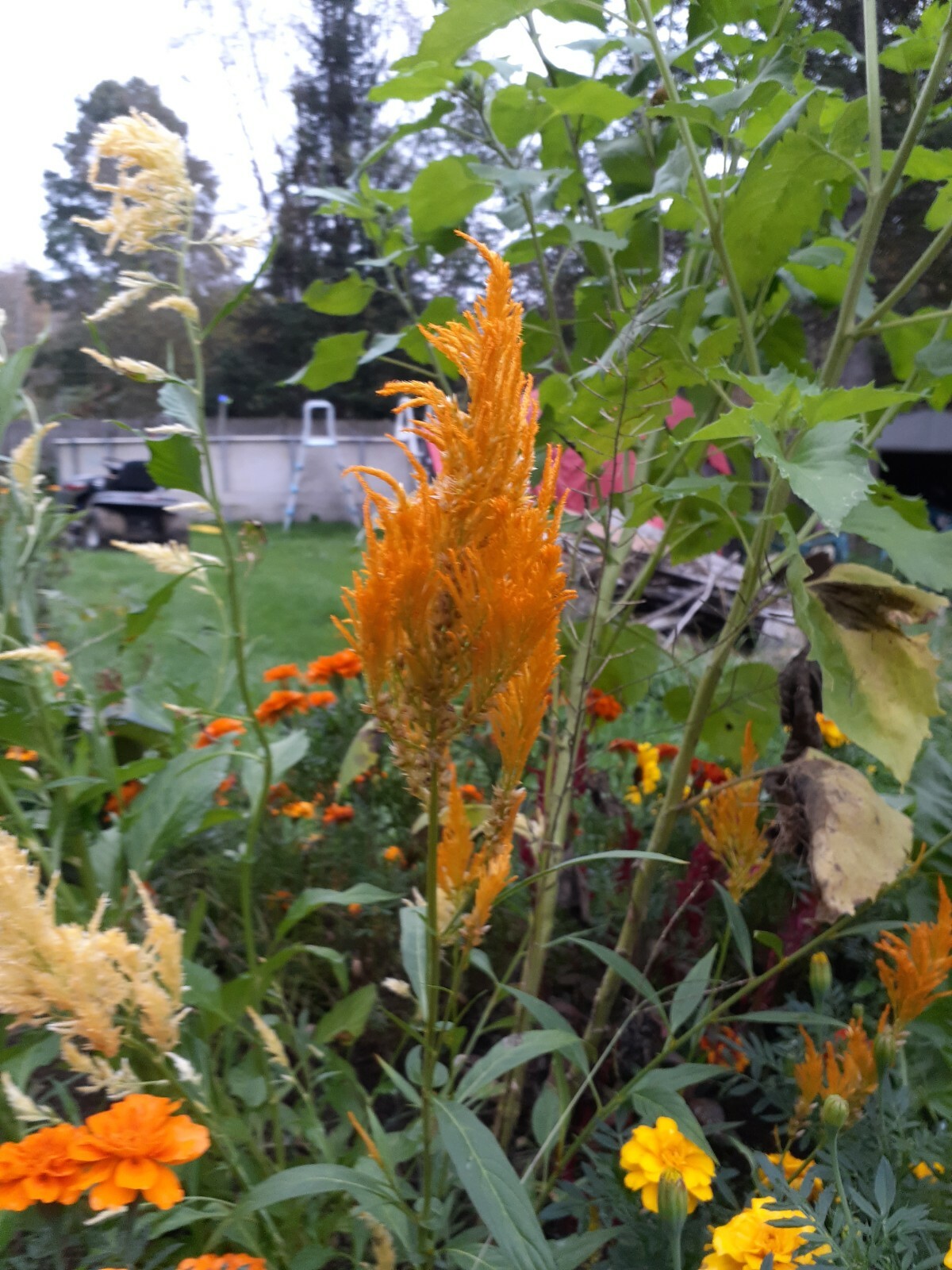 celosia pampas plume, feather mix 25+ Seeds