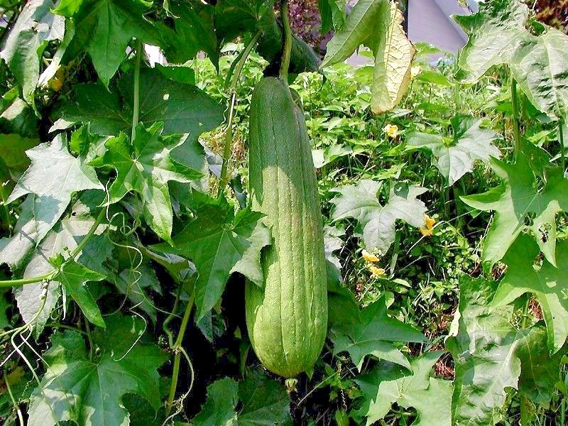 30+LUFFA SPONGE GOURD Seeds Loofah Loofa Lofa Heirloom Vine Garden Container