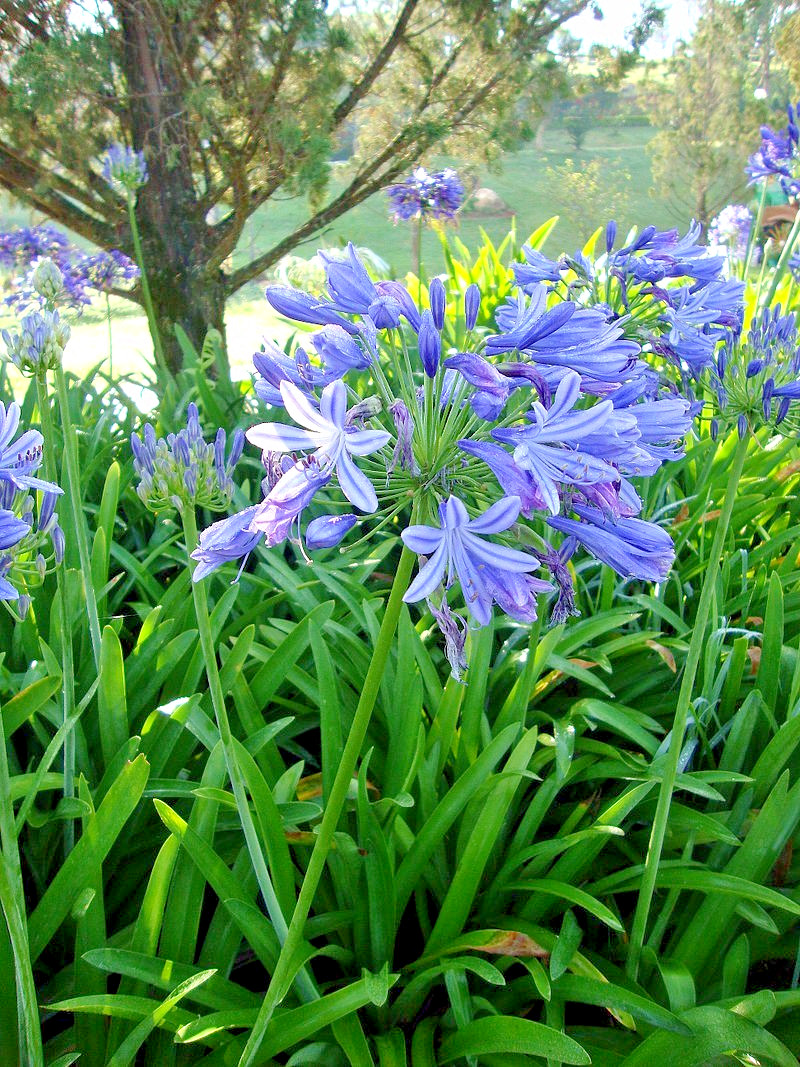 blue Lily of the Nile 100 seeds. Agapanthus. EZ to grow, hardy too zone 7. USA.
