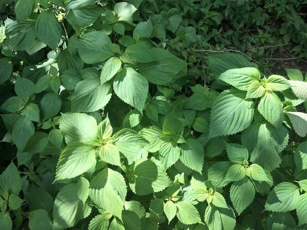 🌱 Heirloom Perilla Mint/Green Shiso/Kaennip Herb 50+ Seeds Non-GMO