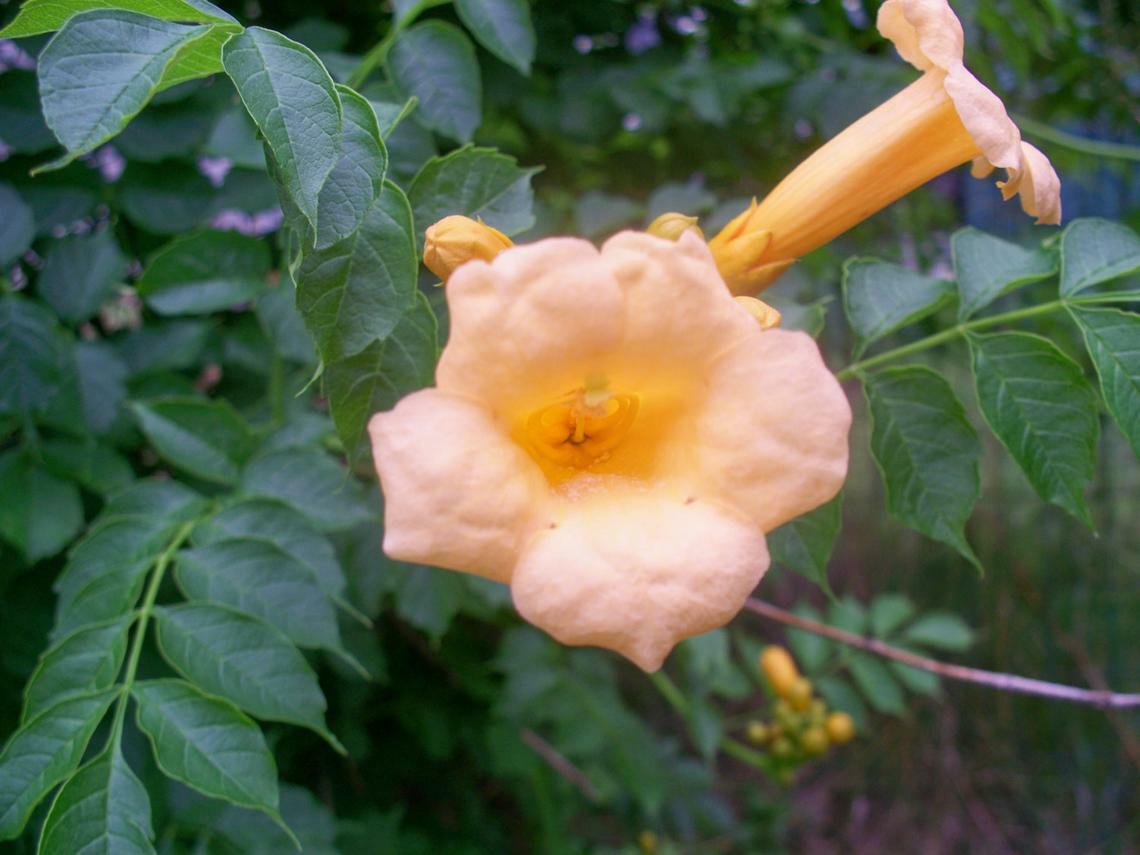 20 SEEDS YELLOW TRUMPET VINE
