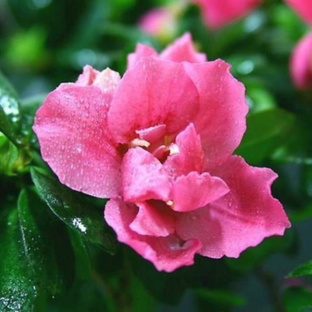 20 SEEDS fuchsia pink GARDENIA fragrant flower exotic garden plant USA Seller