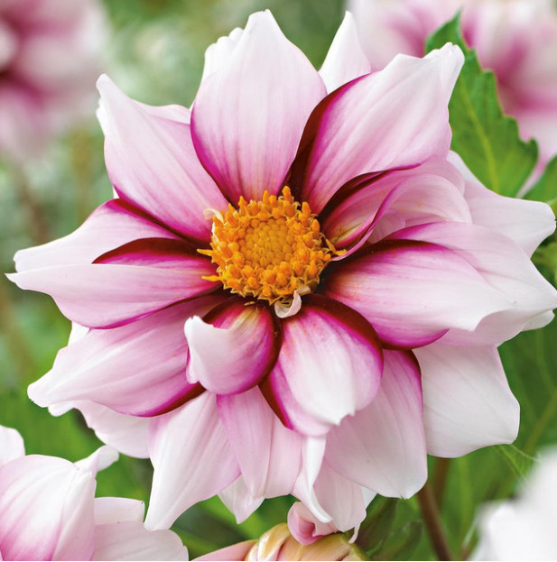 Dahlia Collarette “Edge of Joy” Clump Tuber Size # 1 Bulb, Pink Raspberry White