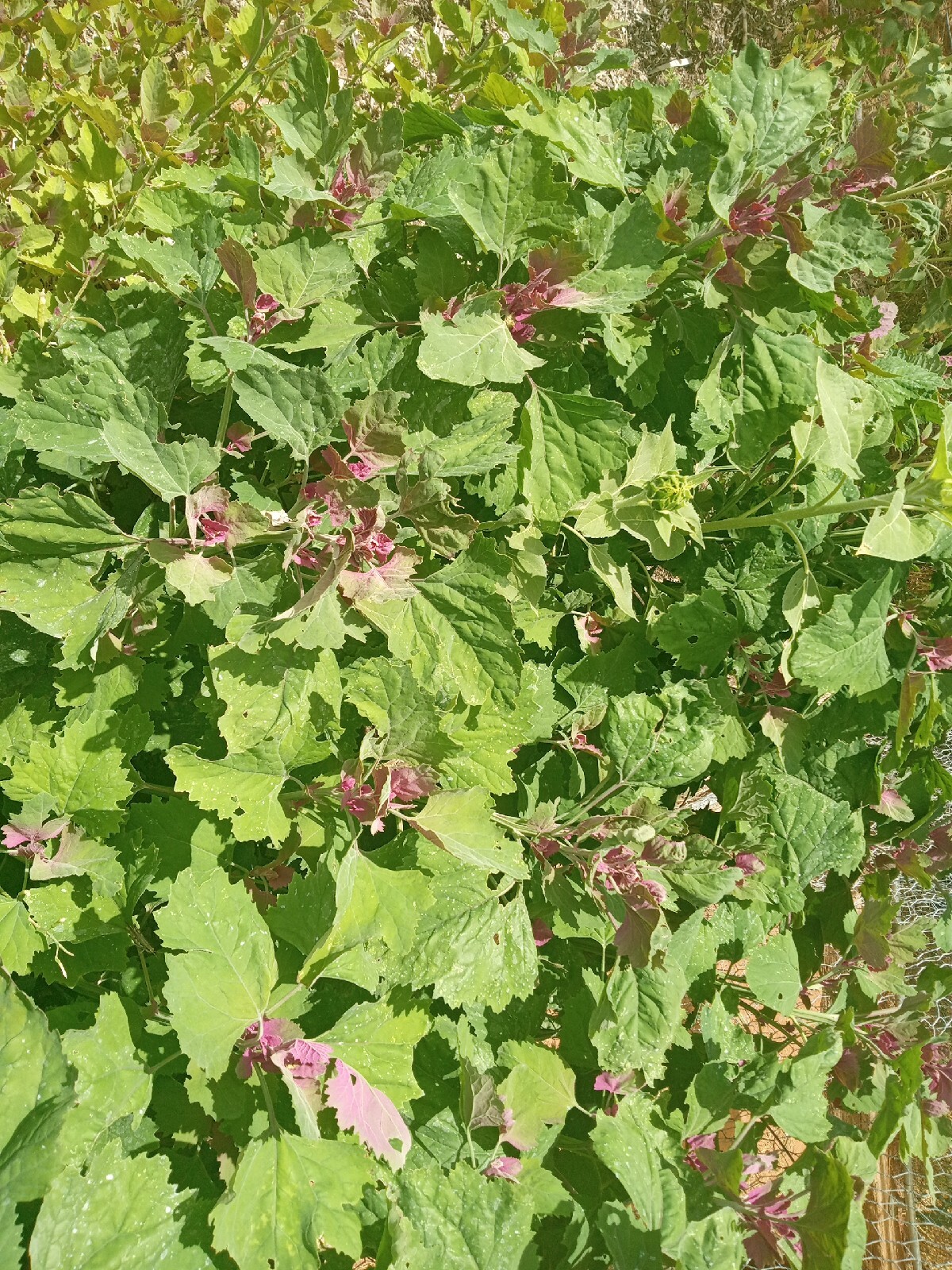 Lambsquarters Magenta Spreen , ~500 Seeds,Organic NonGmo grows 10ft tall