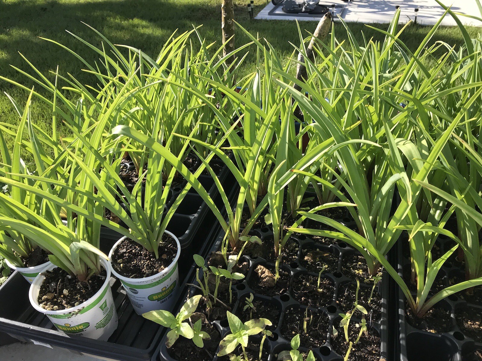 Tuberose bulbs double Pearl (Polianthus) Bare root plants set of 8+ Bubbletts