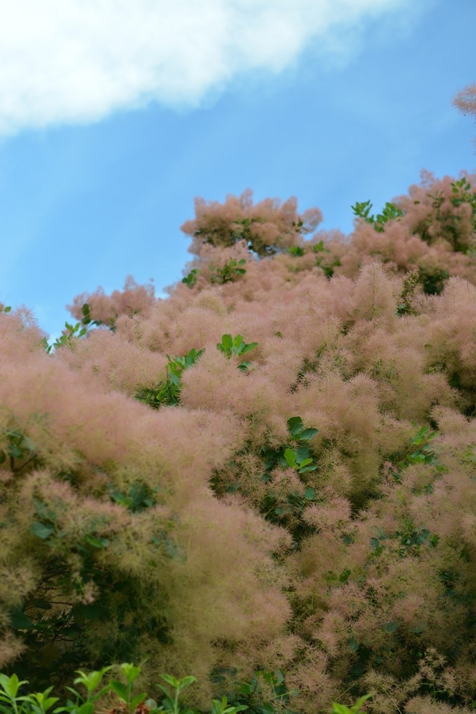 American Smoketree (Cotinus obovatus) SEEDS — 3.5 Grams = 350+ Rare Seeds
