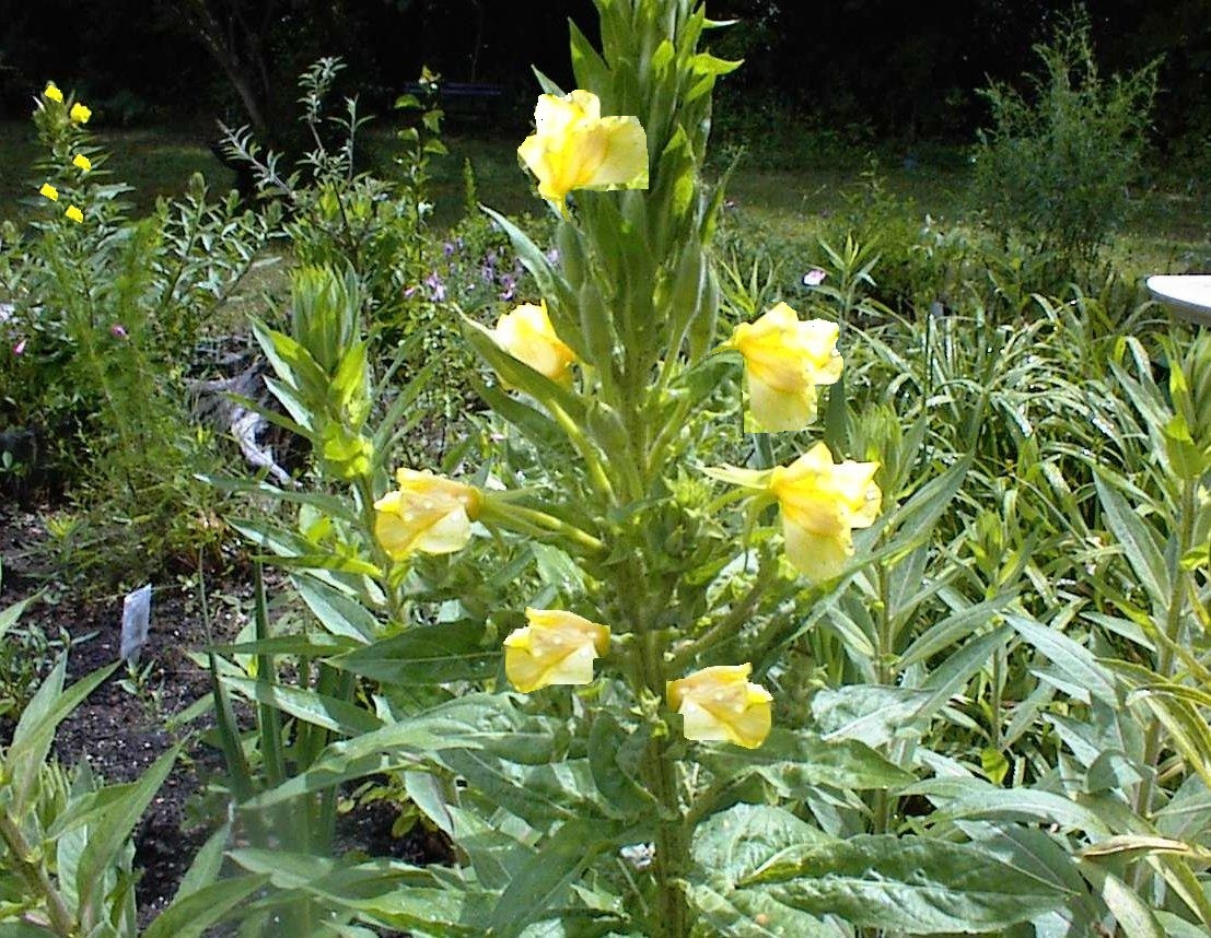 Yellow Nite Bloomer Oenothera Biennis Evening Primrose Wild Flower 200 + Seeds