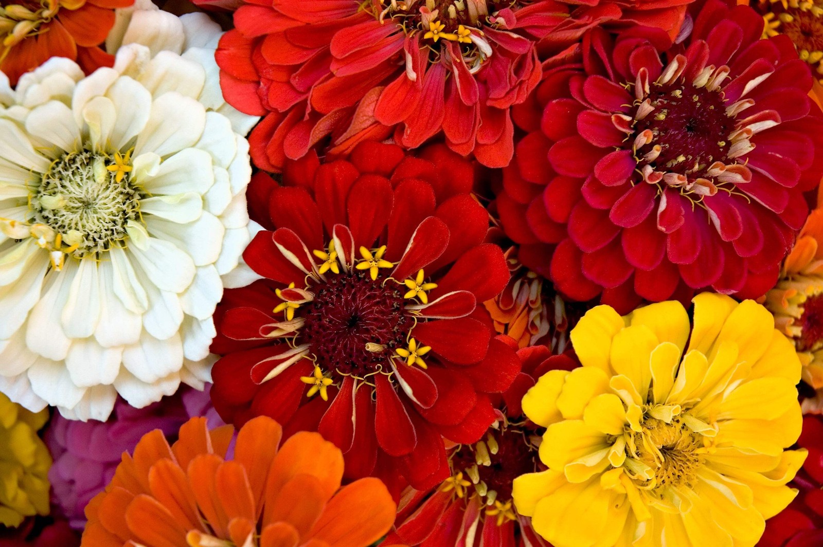500 MIXED COLORS CALIFORNIA GIANT ZINNIA Elegans Flower Seeds *Flat S/H