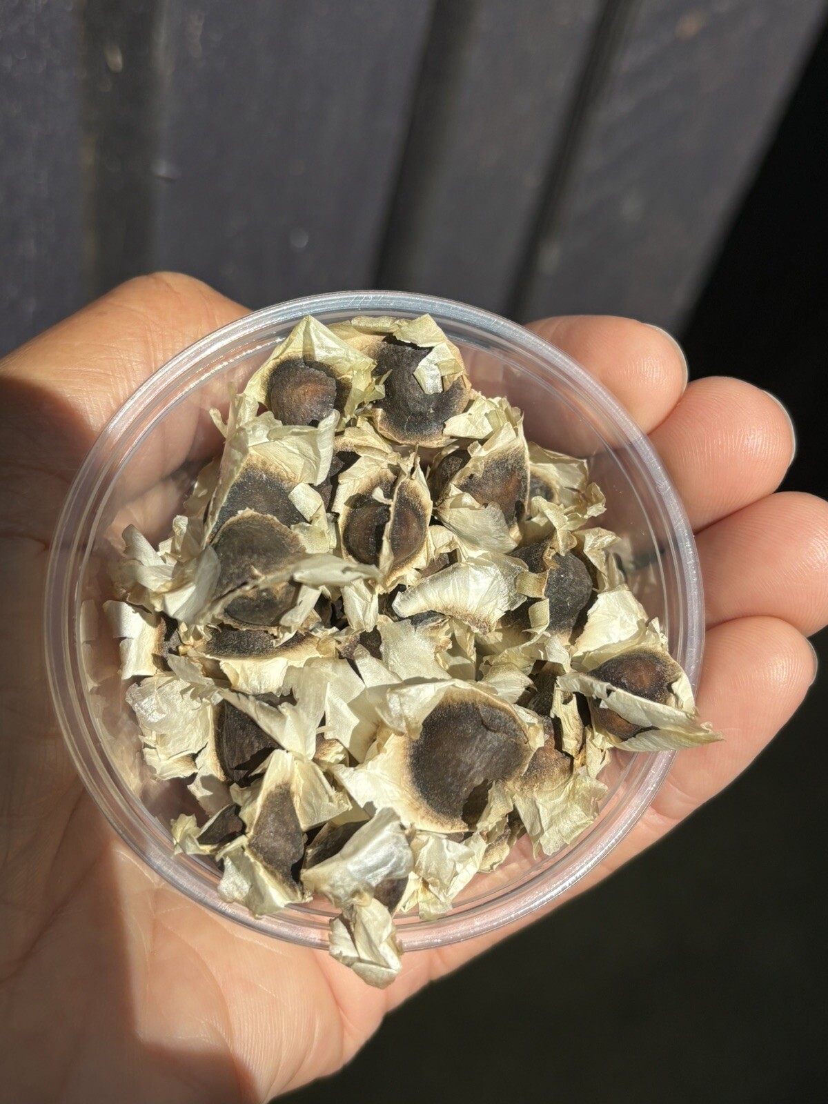 Organic Moringa Seeds NON GMO 8oz