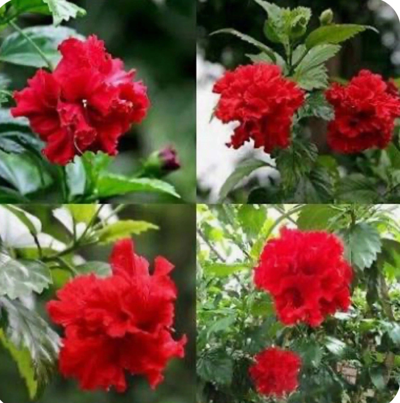 Red Dragon Hibiscus-SMALL ROOTED STARTER Plant-Hibiscus Rosa-sinensis