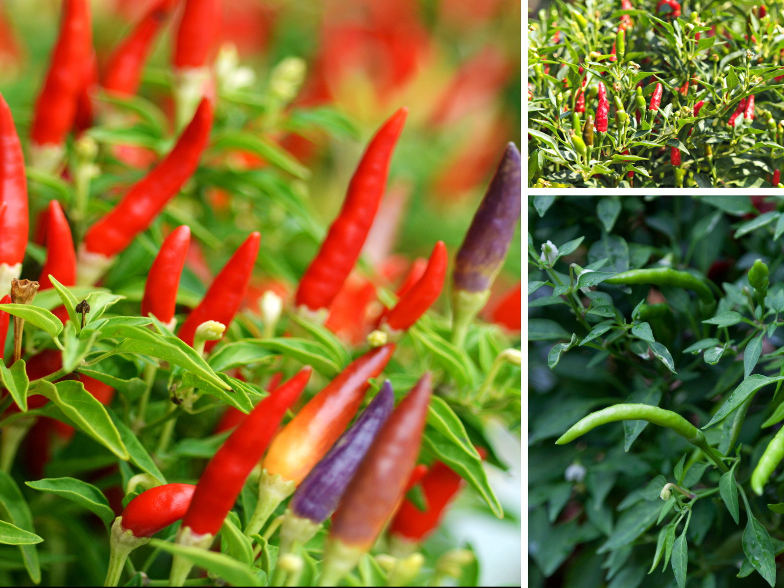 35 Seeds| Bird’s Eye Chili Peppers (Thai) Seeds#6039