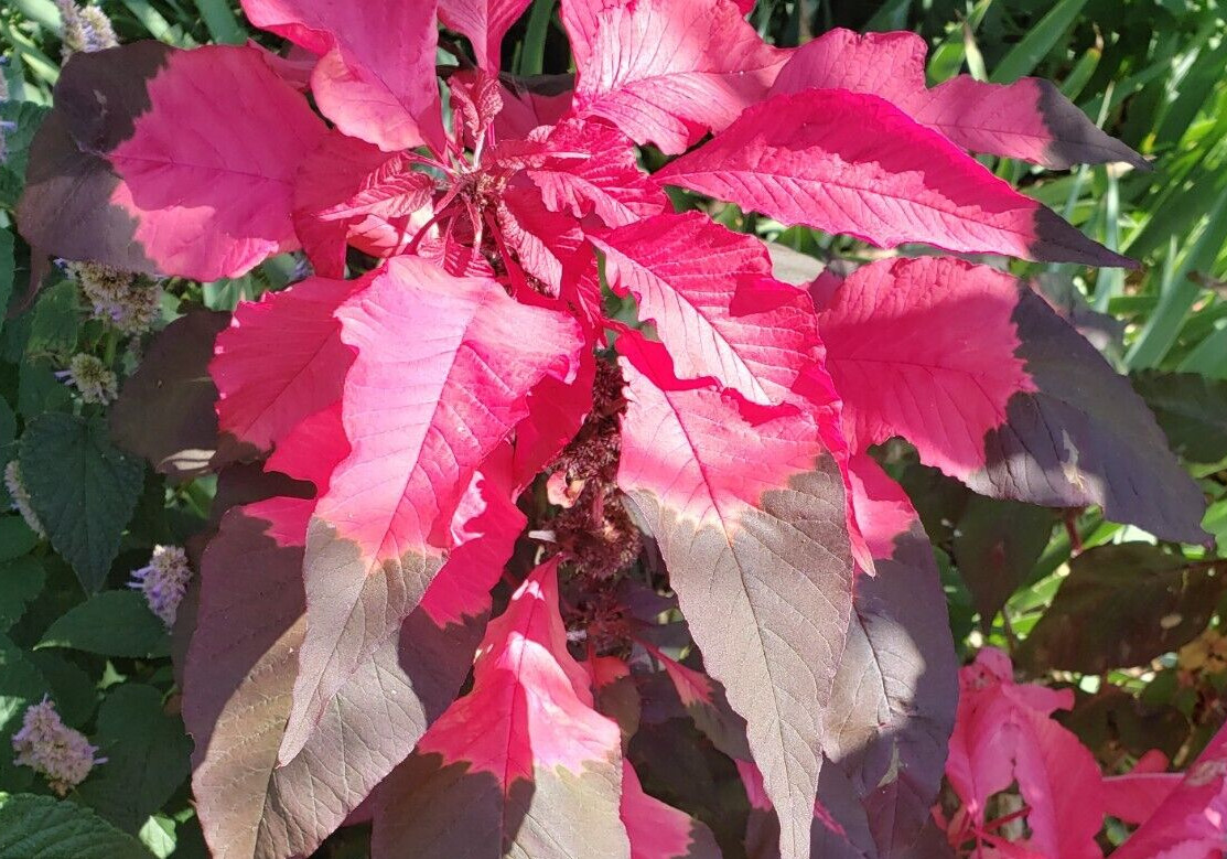 Josephs Coat – Amaranthus Tricolor (100 seeds) – Unique with amazing colors!